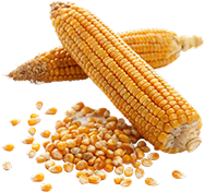 Field Corn