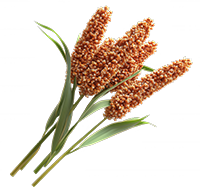 Sorghum