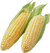 Sweet Corn