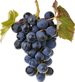 Wine Grapes